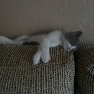 Meet your Posher, Shannon